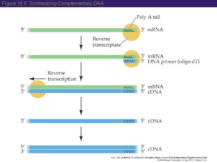 Figure 16. 8 Synthesizing Complementary DNA 