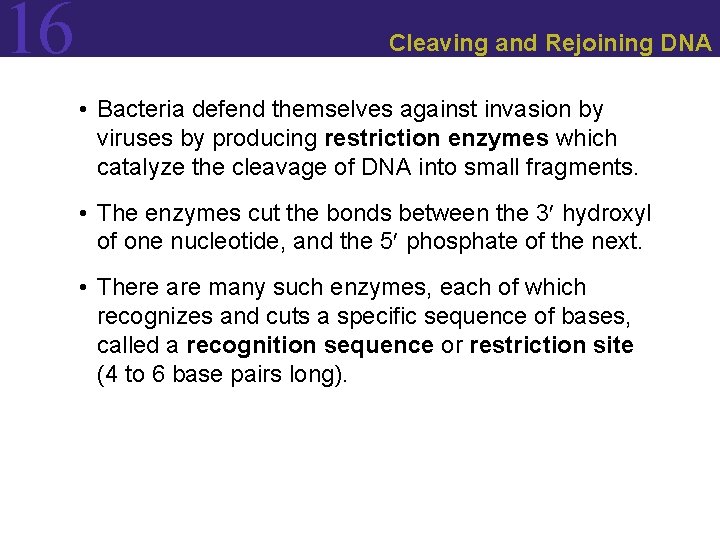 16 Cleaving and Rejoining DNA • Bacteria defend themselves against invasion by viruses by