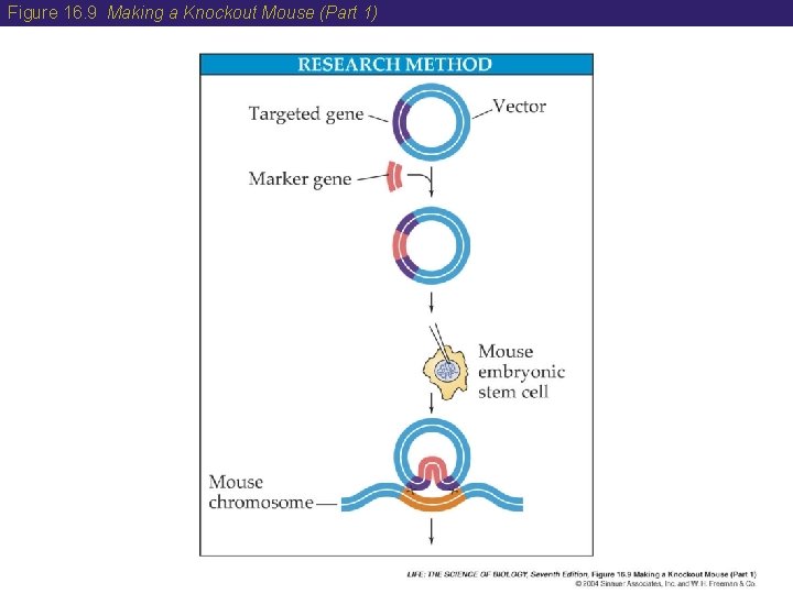 Figure 16. 9 Making a Knockout Mouse (Part 1) 