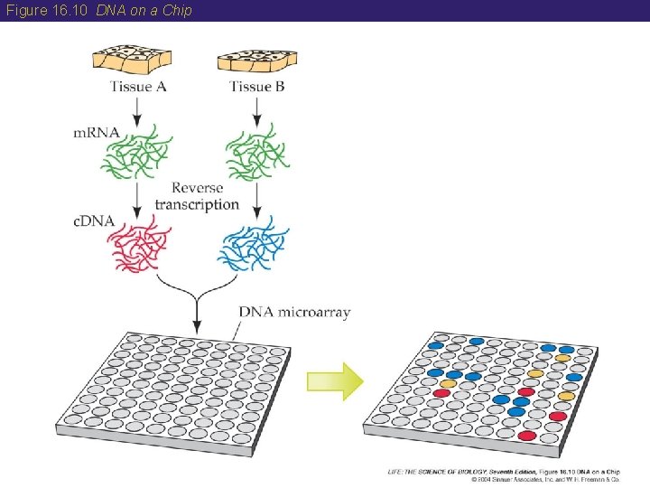 Figure 16. 10 DNA on a Chip 