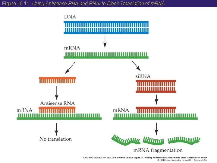 Figure 16. 11 Using Antisense RNA and RNAi to Block Translation of m. RNA
