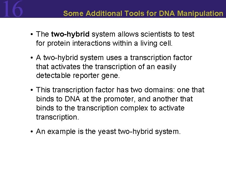 16 Some Additional Tools for DNA Manipulation • The two-hybrid system allows scientists to