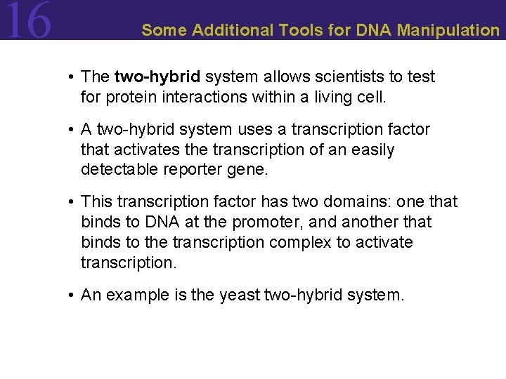 16 Some Additional Tools for DNA Manipulation • The two-hybrid system allows scientists to 16 Some Additional Tools for DNA Manipulation • The two-hybrid system allows scientists to