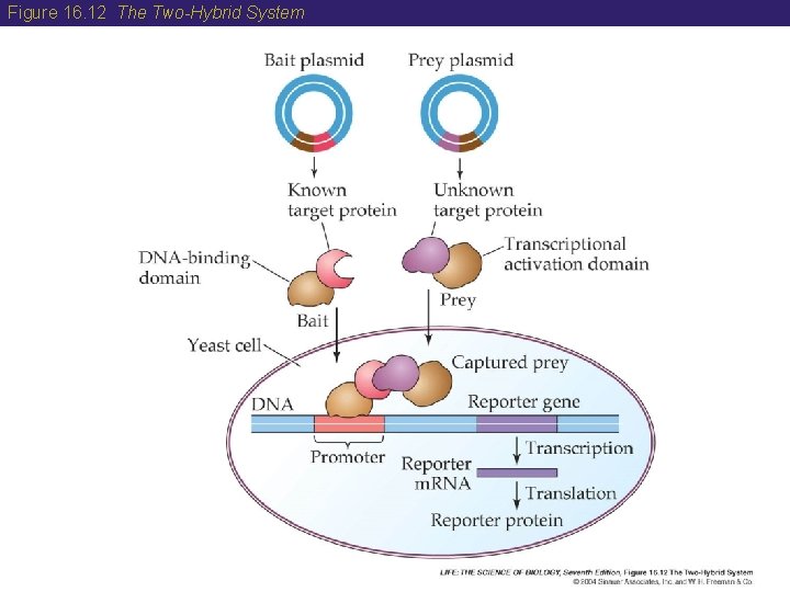 Figure 16. 12 The Two-Hybrid System 