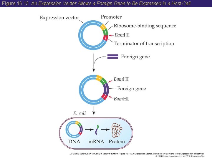 Figure 16. 13 An Expression Vector Allows a Foreign Gene to Be Expressed in