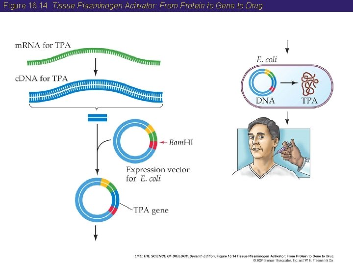 Figure 16. 14 Tissue Plasminogen Activator: From Protein to Gene to Drug 
