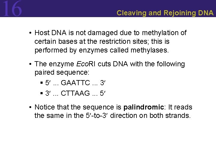 16 Cleaving and Rejoining DNA • Host DNA is not damaged due to methylation