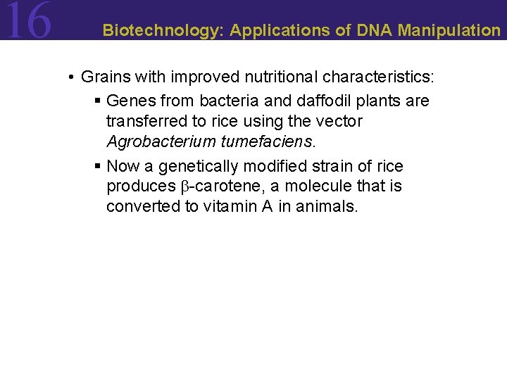 16 Biotechnology: Applications of DNA Manipulation • Grains with improved nutritional characteristics: § Genes