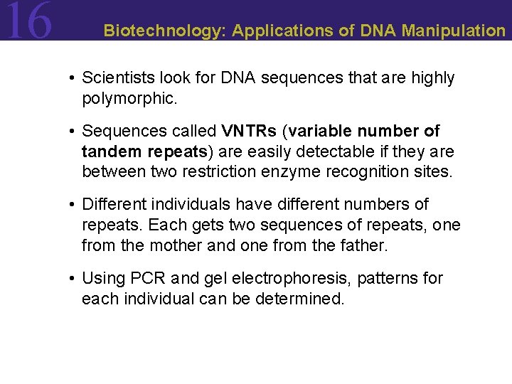 16 Biotechnology: Applications of DNA Manipulation • Scientists look for DNA sequences that are