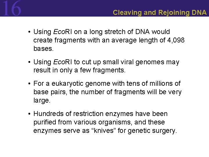 16 Cleaving and Rejoining DNA • Using Eco. RI on a long stretch of