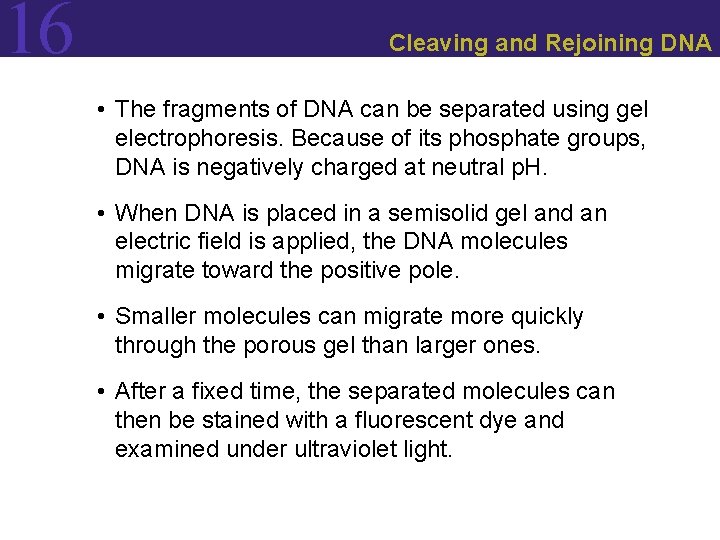 16 Cleaving and Rejoining DNA • The fragments of DNA can be separated using