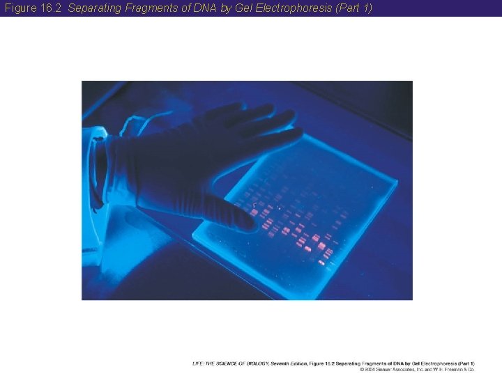 Figure 16. 2 Separating Fragments of DNA by Gel Electrophoresis (Part 1) 