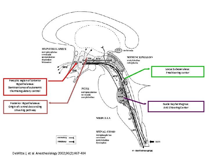 Locus Subcoeruleus: Proshivering center Preoptic region of Anterior Hypothalamus: Dominant area of autonomic thermoregulatory