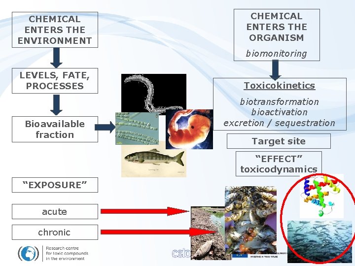 CHEMICAL ENTERS THE ENVIRONMENT CHEMICAL ENTERS THE ORGANISM biomonitoring LEVELS, FATE, PROCESSES Bioavailable fraction