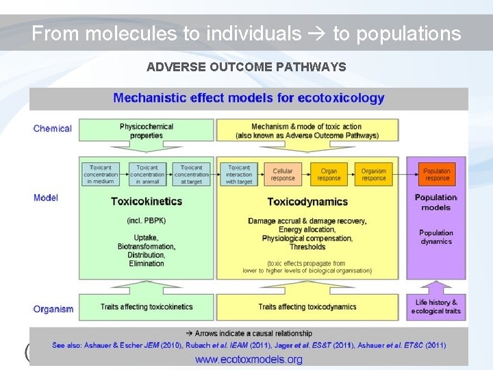 From molecules to individuals to populations ADVERSE OUTCOME PATHWAYS 