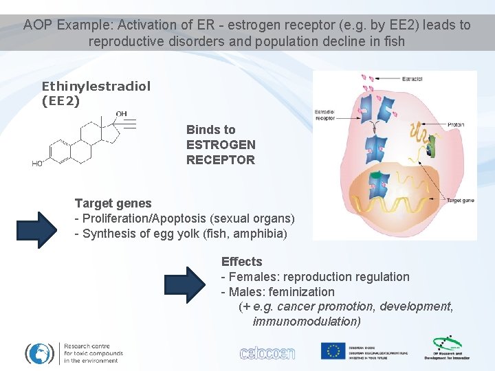 AOP Example: Activation of ER - estrogen receptor (e. g. by EE 2) leads
