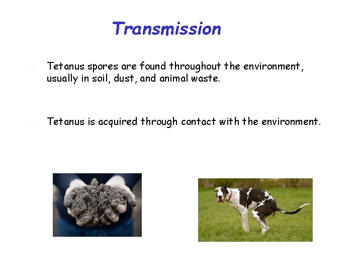 Transmission Tetanus spores are found throughout the environment, usually in soil, dust, and animal