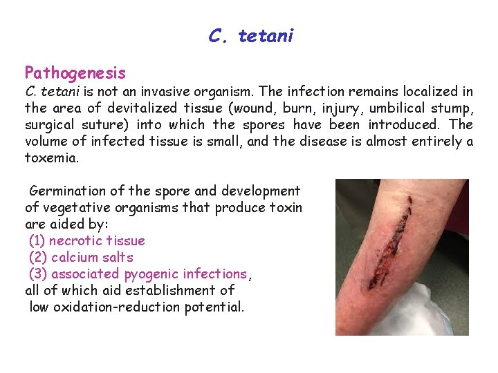C. tetani Pathogenesis C. tetani is not an invasive organism. The infection remains localized