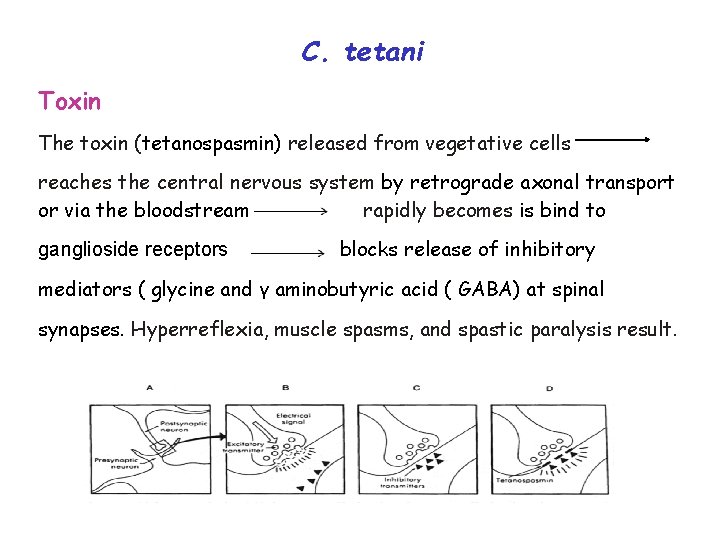 C. tetani Toxin The toxin (tetanospasmin) released from vegetative cells reaches the central nervous