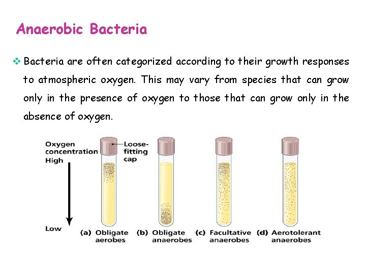 Anaerobic Bacteria v Bacteria are often categorized according to their growth responses to atmospheric