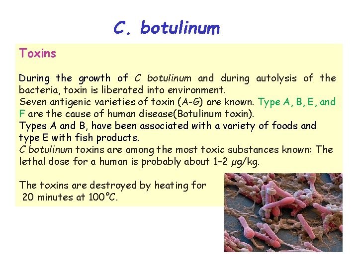 C. botulinum Toxins During the growth of C botulinum and during autolysis of the