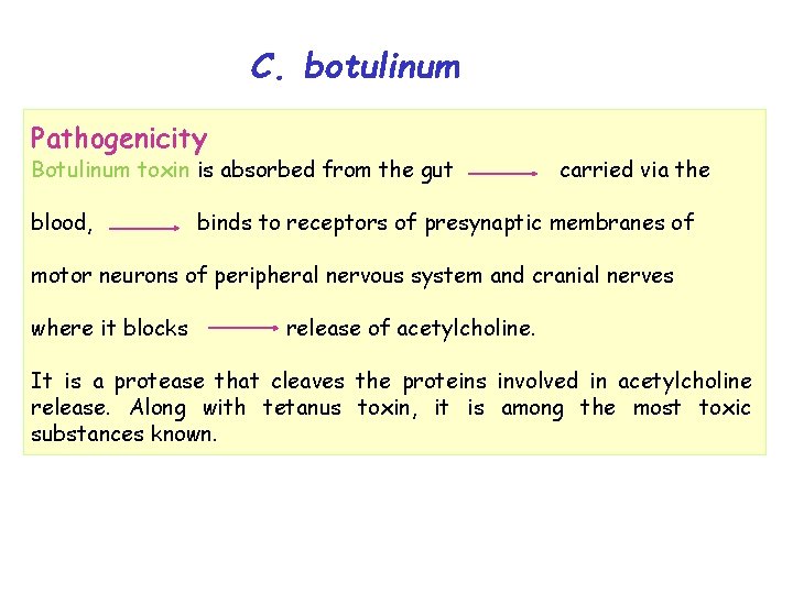 C. botulinum Pathogenicity Botulinum toxin is absorbed from the gut blood, carried via the