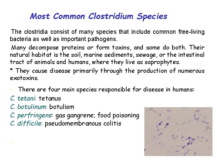 Most Common Clostridium Species • The clostridia consist of many species that include common