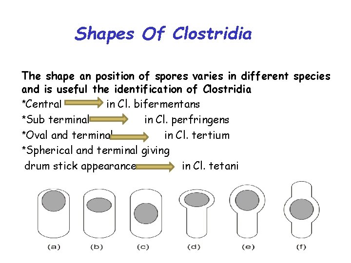 Shapes Of Clostridia The shape an position of spores varies in different species and