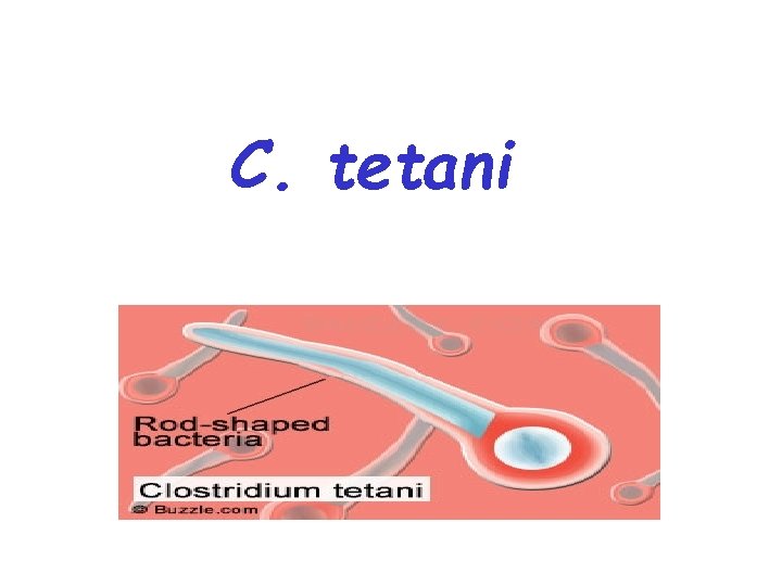 C. tetani 