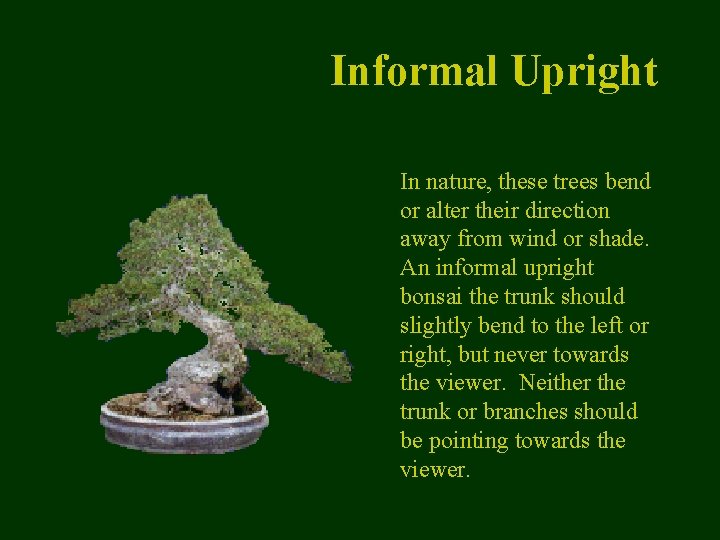 Informal Upright In nature, these trees bend or alter their direction away from wind