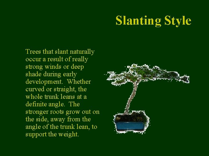 Slanting Style Trees that slant naturally occur a result of really strong winds or