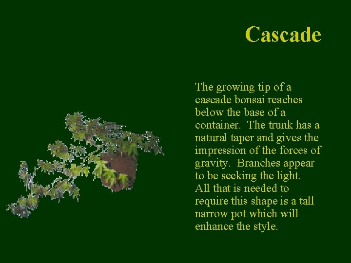 Cascade The growing tip of a cascade bonsai reaches below the base of a
