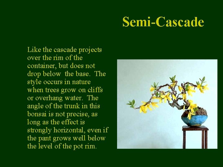 Semi-Cascade Like the cascade projects over the rim of the container, but does not