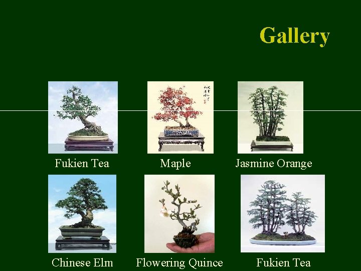 Gallery Fukien Tea Chinese Elm Maple Flowering Quince Jasmine Orange Fukien Tea 