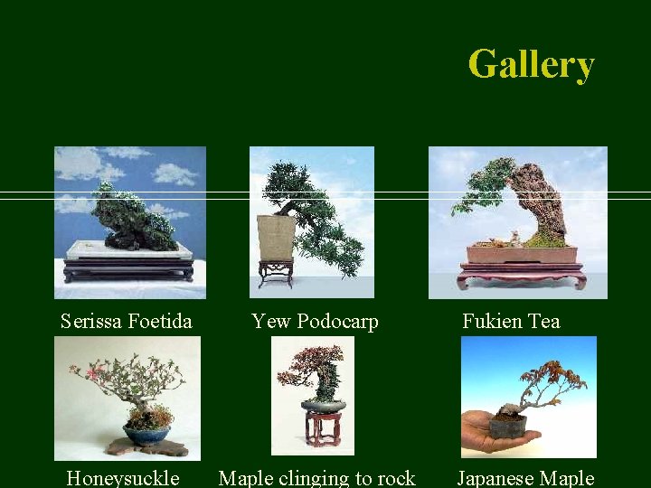 Gallery Serissa Foetida Yew Podocarp Honeysuckle Maple clinging to rock Fukien Tea Japanese Maple