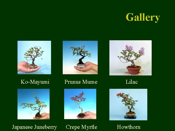 Gallery Ko-Mayumi Prunus Mume Japanese Juneberry Crepe Myrtle Lilac Howthorn 