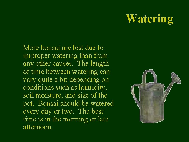 Watering More bonsai are lost due to improper watering than from any other causes.