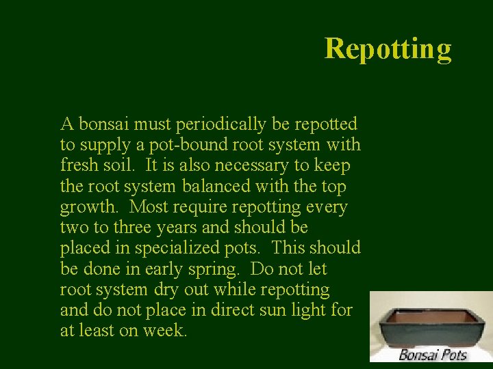 Repotting A bonsai must periodically be repotted to supply a pot-bound root system with