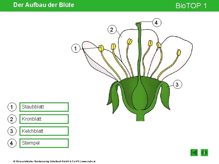Der Aufbau der Blüte Bio. TOP 1 4 2 1 3 1 Staubblatt 2