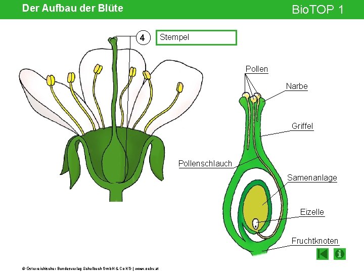 Der Aufbau der Blüte Bio. TOP 1 4 Stempel Pollen Narbe Griffel Pollenschlauch Samenanlage
