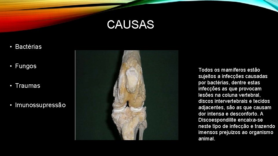 CAUSAS • Bactérias • Fungos • Traumas • Imunossupressão Todos os mamíferos estão sujeitos