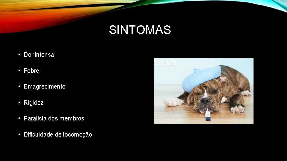 SINTOMAS • Dor intensa • Febre • Emagrecimento • Rigidez • Paralisia dos membros