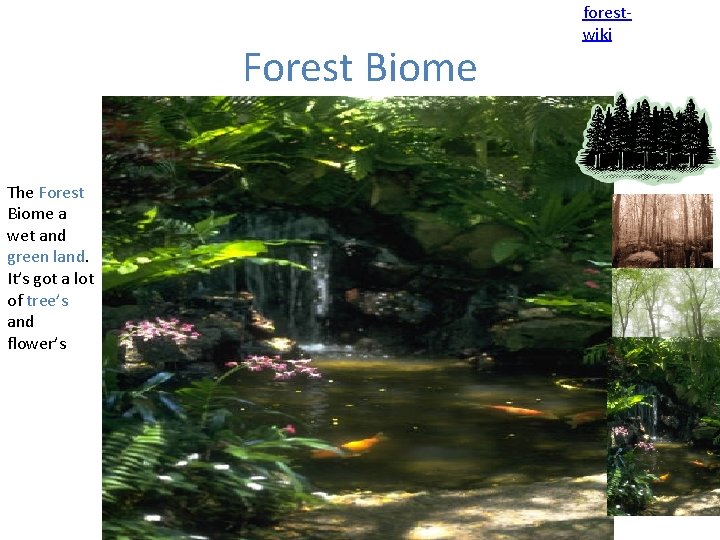 Forest Biome The Forest Biome a wet and green land. It’s got a lot