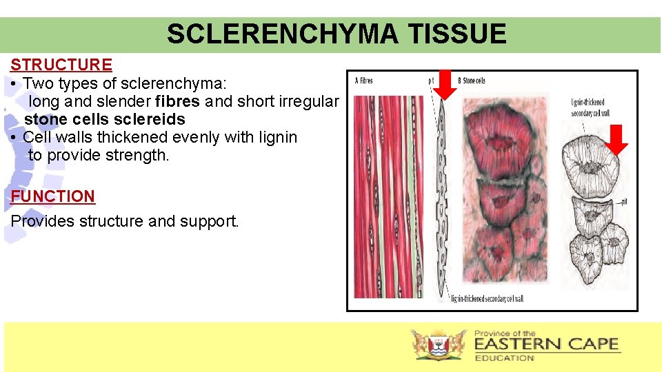 SCLERENCHYMA TISSUE STRUCTURE • Two types of sclerenchyma: long and slender fibres and short