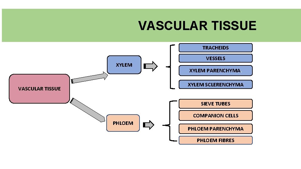 VASCULAR TISSUE TRACHEIDS XYLEM VESSELS XYLEM PARENCHYMA. XYLEM SCLERENCHYMA VASCULAR TISSUE SIEVE TUBES COMPANION