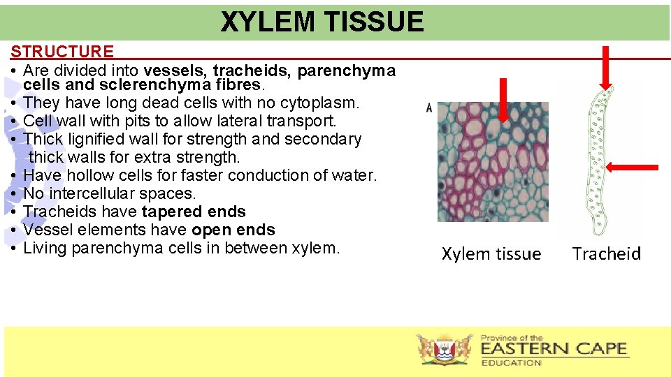 XYLEM TISSUE STRUCTURE • Are divided into vessels, tracheids, parenchyma cells and sclerenchyma fibres.
