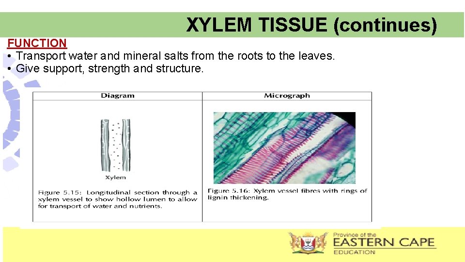 XYLEM TISSUE (continues) FUNCTION • Transport water and mineral salts from the roots to