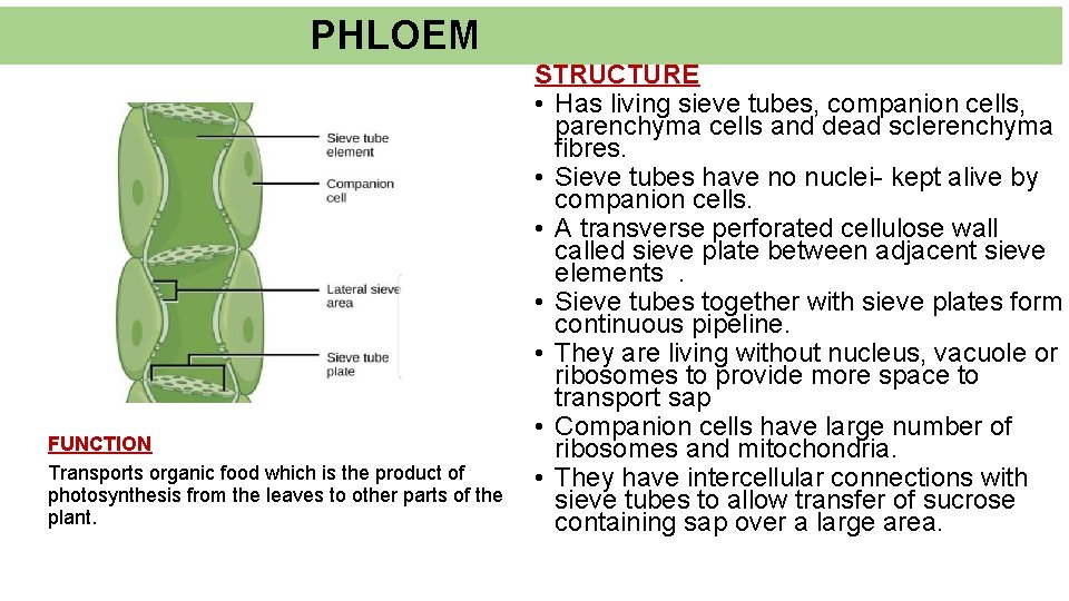 PHLOEM FUNCTION Transports organic food which is the product of photosynthesis from the leaves