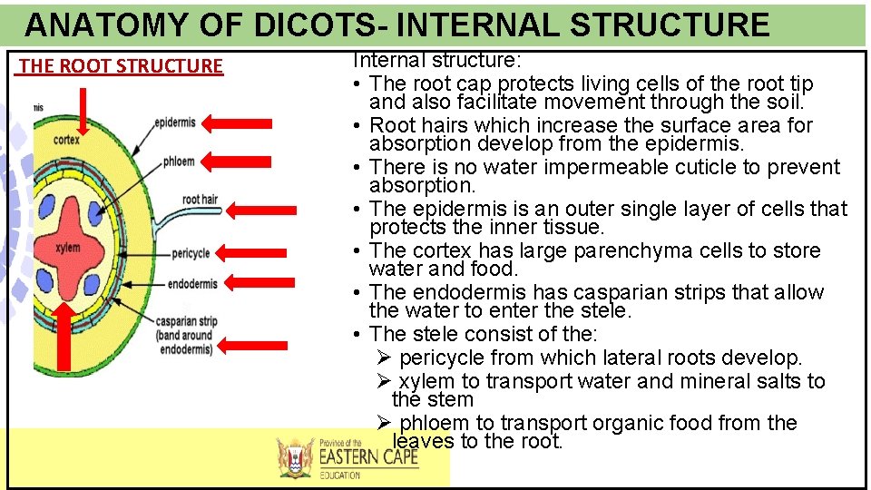ANATOMY OF DICOTS- INTERNAL STRUCTURE THE ROOT STRUCTURE Internal structure: • The root cap