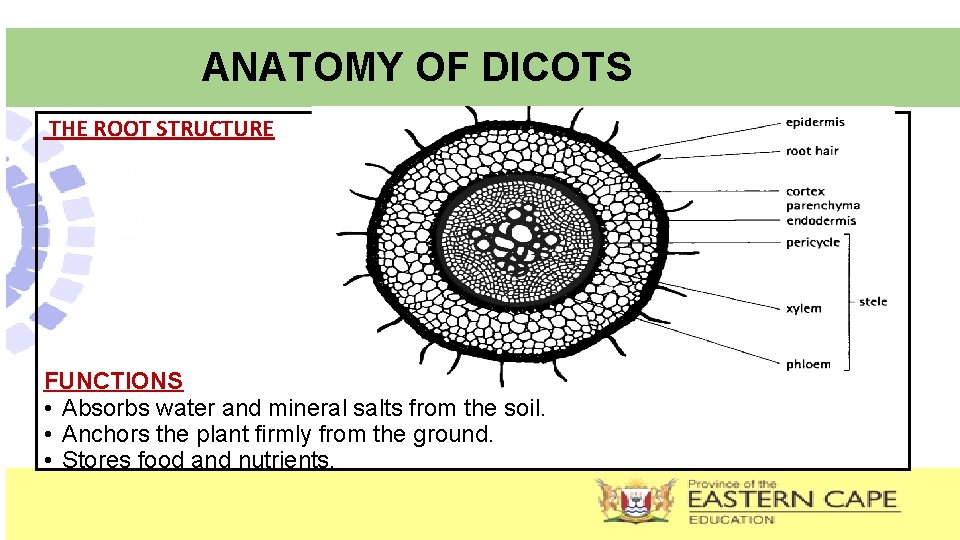 ANATOMY OF DICOTS THE ROOT STRUCTURE FUNCTIONS • Absorbs water and mineral salts from